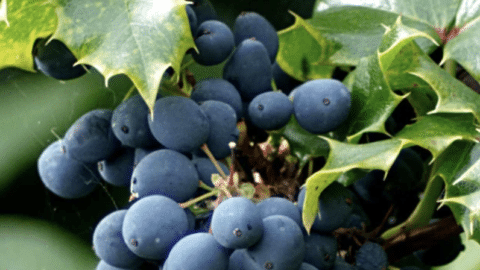 BERBERINE